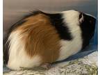 Adopt Baby Brown a Guinea Pig