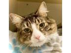 Adopt Hoover a Domestic Short Hair