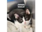 Adopt Raleigh - available soon a Domestic Short Hair