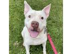 Adopt Barry White a Pit Bull Terrier