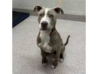 Adopt Wagon a Pit Bull Terrier, Mixed Breed