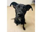 Adopt Clever a Mixed Breed