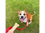 Adopt Pickles a Pit Bull Terrier
