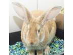 Adopt Sprinkles a Flemish Giant