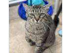 Adopt Sinatra a Domestic Short Hair