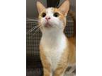 Adopt Mufasa a Domestic Short Hair