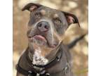 Adopt Maximo a Pit Bull Terrier