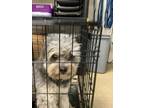 Adopt Oso a Poodle, Mixed Breed
