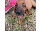 Basset Hound Puppy for sale in Plant City, FL, USA