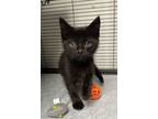 Adopt Branch a Domestic Short Hair