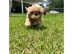Shih Tzu Puppy for sale in Vancleave, MS, USA