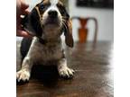 Beagle Puppy for sale in Fayetteville, NC, USA
