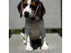 Beagle Puppy for sale in Fayetteville, NC, USA