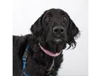 Adopt Tux a Poodle, Labrador Retriever
