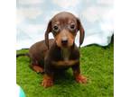 Dachshund Puppy for sale in Elroy, WI, USA