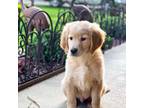 Golden Retriever Puppy for sale in Belgrade, MN, USA