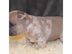 French Bulldog Puppy for sale in Henderson, KY, USA