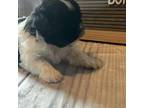Shih Tzu Puppy for sale in Success, MO, USA