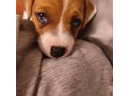 Parson Russell Terrier Puppy for sale in Hastings, FL, USA