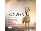 Norman(import)