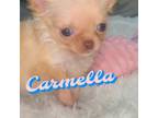 Chihuahua Puppy for sale in Andover, MA, USA