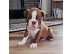 Boston Terrier Puppy for sale in Live Oak, FL, USA