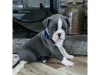 Boston Terrier Puppy for sale in Live Oak, FL, USA