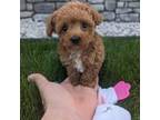 Poodle (Toy) Puppy for sale in Dundee, OH, USA