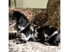 Dachshund Puppy for sale in French Lick, IN, USA