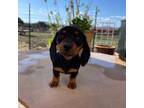 Dachshund Puppy for sale in Vernon, AZ, USA