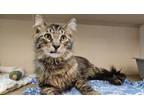 Adopt Bobcat a Domestic Medium Hair, Domestic Short Hair