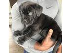 Cane Corso Puppy for sale in Sparks, NV, USA