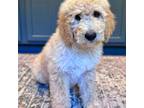 Goldendoodle Puppy for sale in Greenville, SC, USA