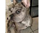 French Bulldog Puppy for sale in Springfield, MA, USA