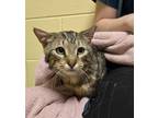 Adopt Georgie a Domestic Short Hair