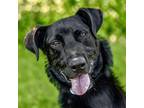 Adopt Bam Bam a German Wirehaired Pointer, Mixed Breed