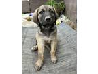 Adopt Russet ***FOSTER HOME*** a Labrador Retriever, Shepherd