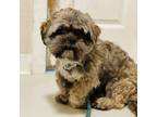 Adopt Yoda - Costa Mesa Location *At Event 5/16 9am to 12pm Heritage Museum of