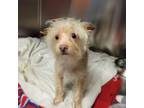Adopt WAGS-A-14224 a Terrier