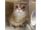 Adopt King Candy a Domestic Short Hair