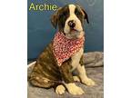 Archie Boxer Puppy Male