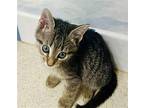 Tabbi American Shorthair Kitten Female