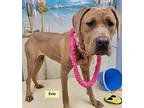 Evie Labrador Retriever Adult Female