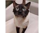 Adopt Dr. Doofenshmirtz a Domestic Short Hair, Siamese