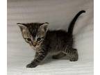 Drago Domestic Shorthair Kitten Male