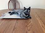 Cissy KW C2024 in MS Domestic Shorthair Young Female