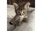 Berlioz Domestic Shorthair Kitten Male