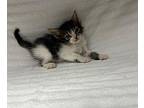 Leia Domestic Shorthair Kitten Female