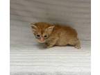 Rocky Domestic Shorthair Kitten Male