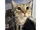 Adopt Gizmo a Domestic Short Hair